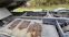 Обява за продажба на Iveco Trakker 500 8х4 ~Цена по договаряне - изображение 8