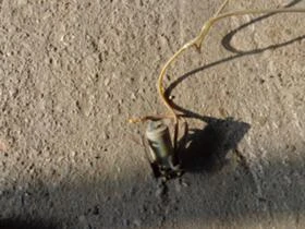 Електрическа система за Mercedes-Benz UNIMOG, снимка 2