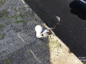 BMW 520 d M Sport Paket Steptronic | Auto.bg — изображение 16