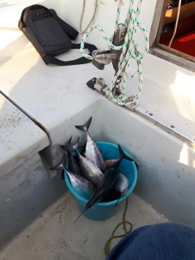 Ветроходна лодка Petterson   25 T, снимка 6