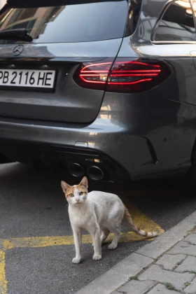 Mercedes-Benz C 43 AMG - 77777 лв. - 89600303 6
