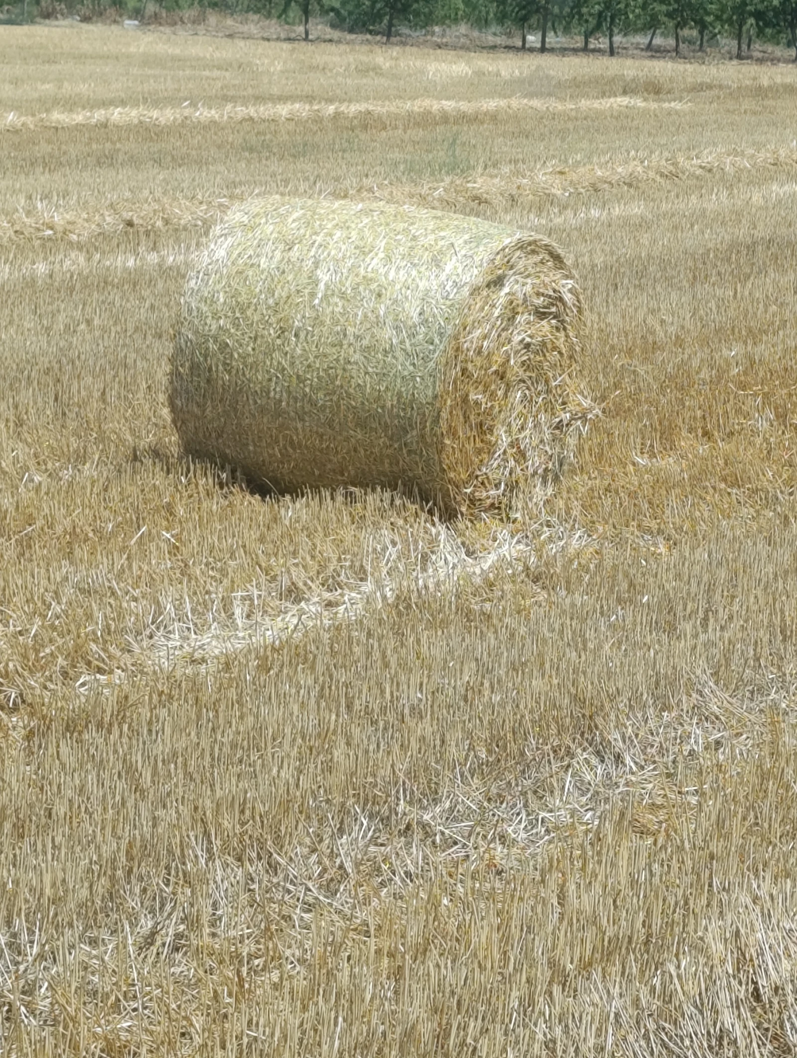 ����������� MF 120 | Mobile.bg � ����������� 7