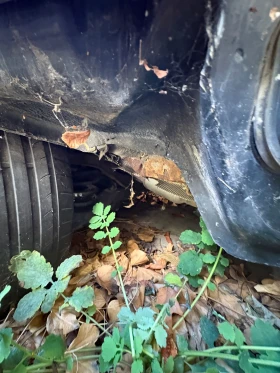 Volvo V50 - 800 € / 1564.66 лв. - 51246730 2