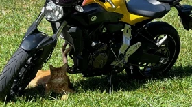 Yamaha Mt-07 ABS | Mobile.bg    4