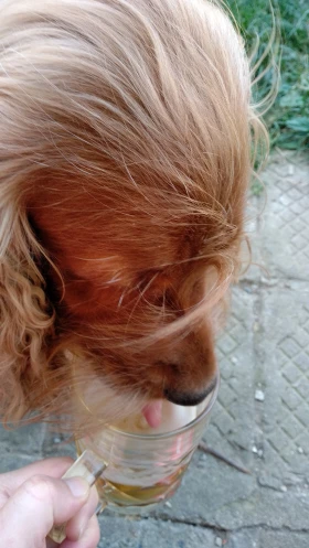 Opel Corsa 1.2 OPC LINE Limited Edition - 2300 € / 4498.41 лв. - 52118653 16