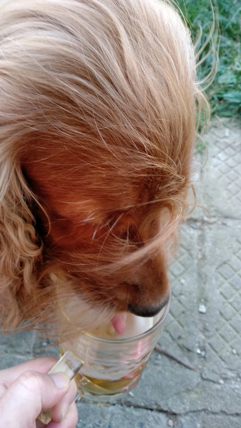 Opel Corsa 1.2 OPC LINE Limited Edition, снимка 16 - Автомобили и джипове - 53142753