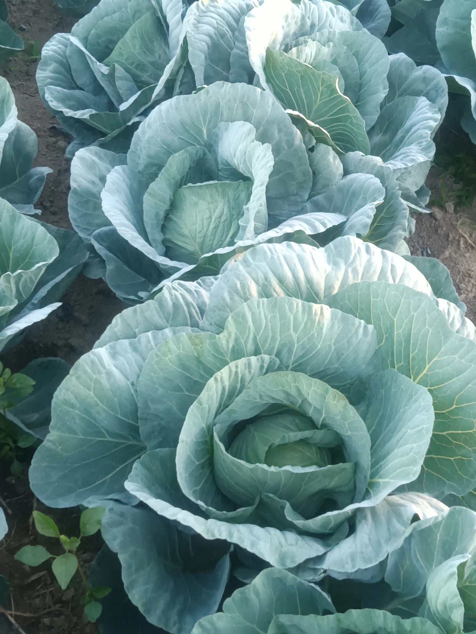  ISEKI Solis | Mobile.bg   2