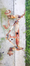 Обява за продажба на Трактор Болгар Преден мост за ТК80 ~ 550 лв. - изображение 1